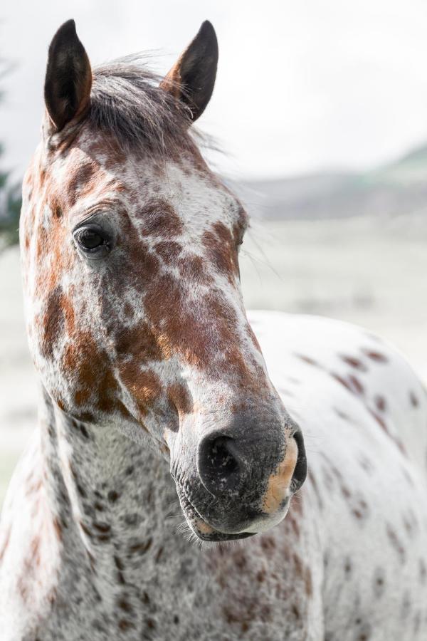 Wild Horses Lodge Harrismith Eksteriør bilde